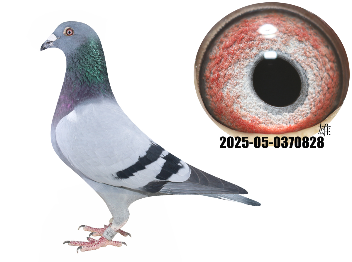 ��ѻ��ض�ֱ�Ӵ�˿˿����Ů