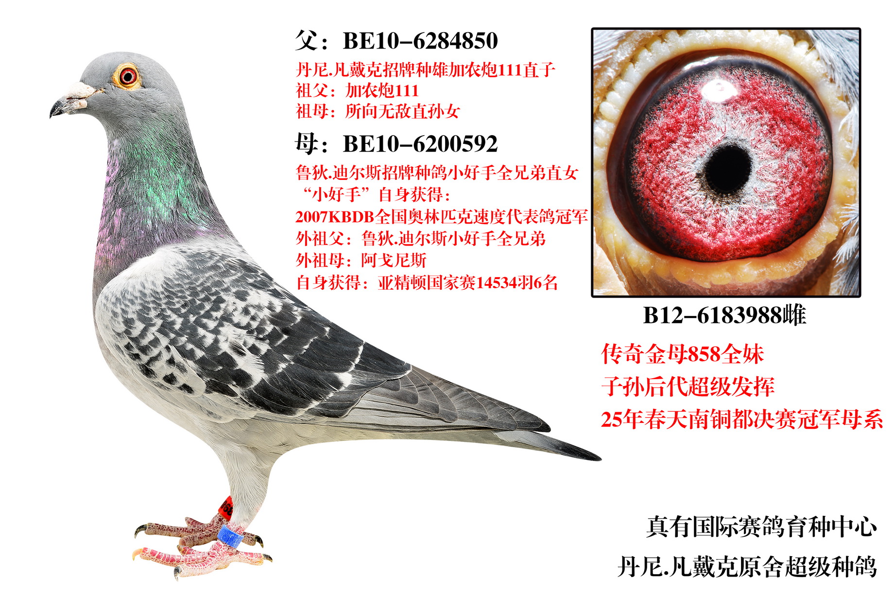 ĸ858ȫ