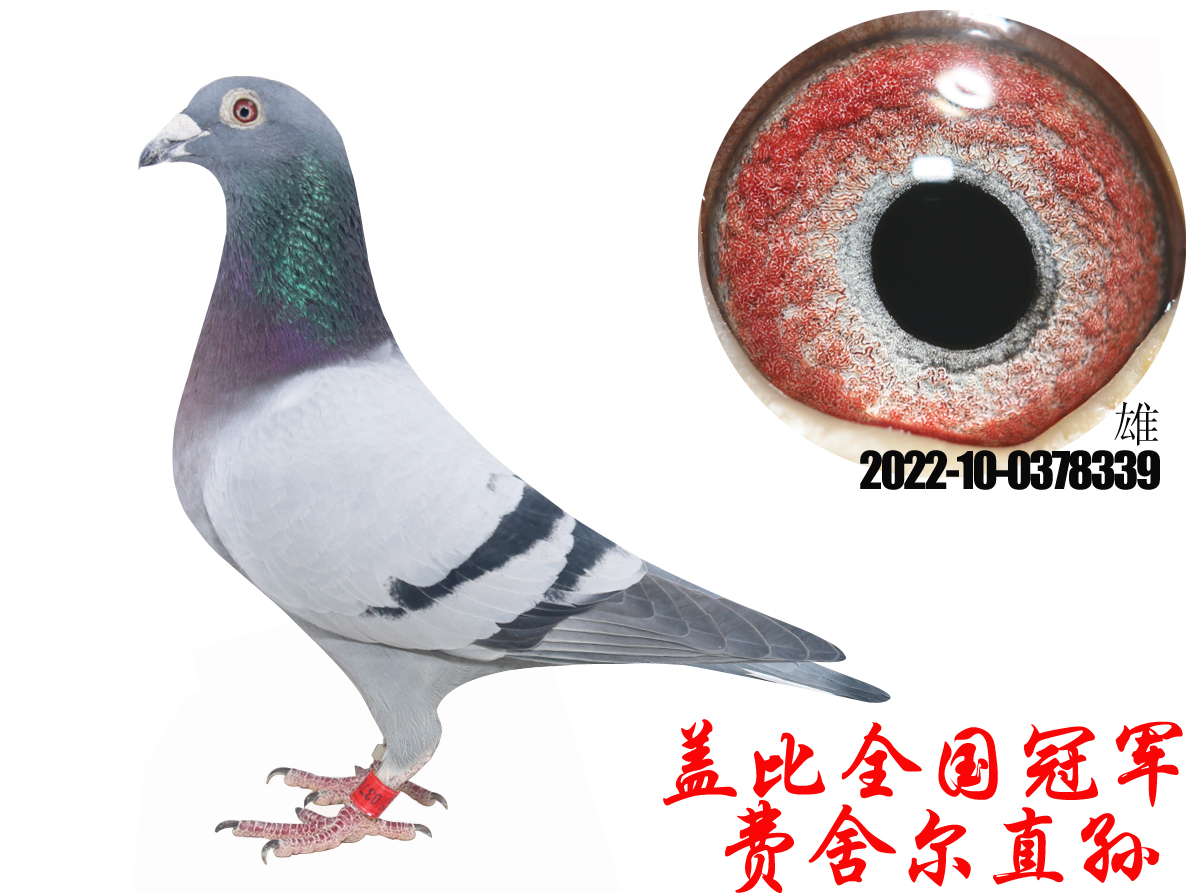 ȫ���ھ������ֱ�������漣��