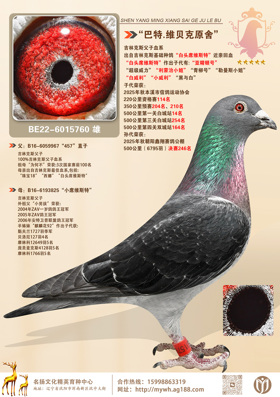 .άԭᡰͷϯά˹ء׻Ѫ