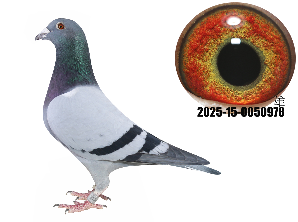 ¹ţֱӴţ280ֱŮ978