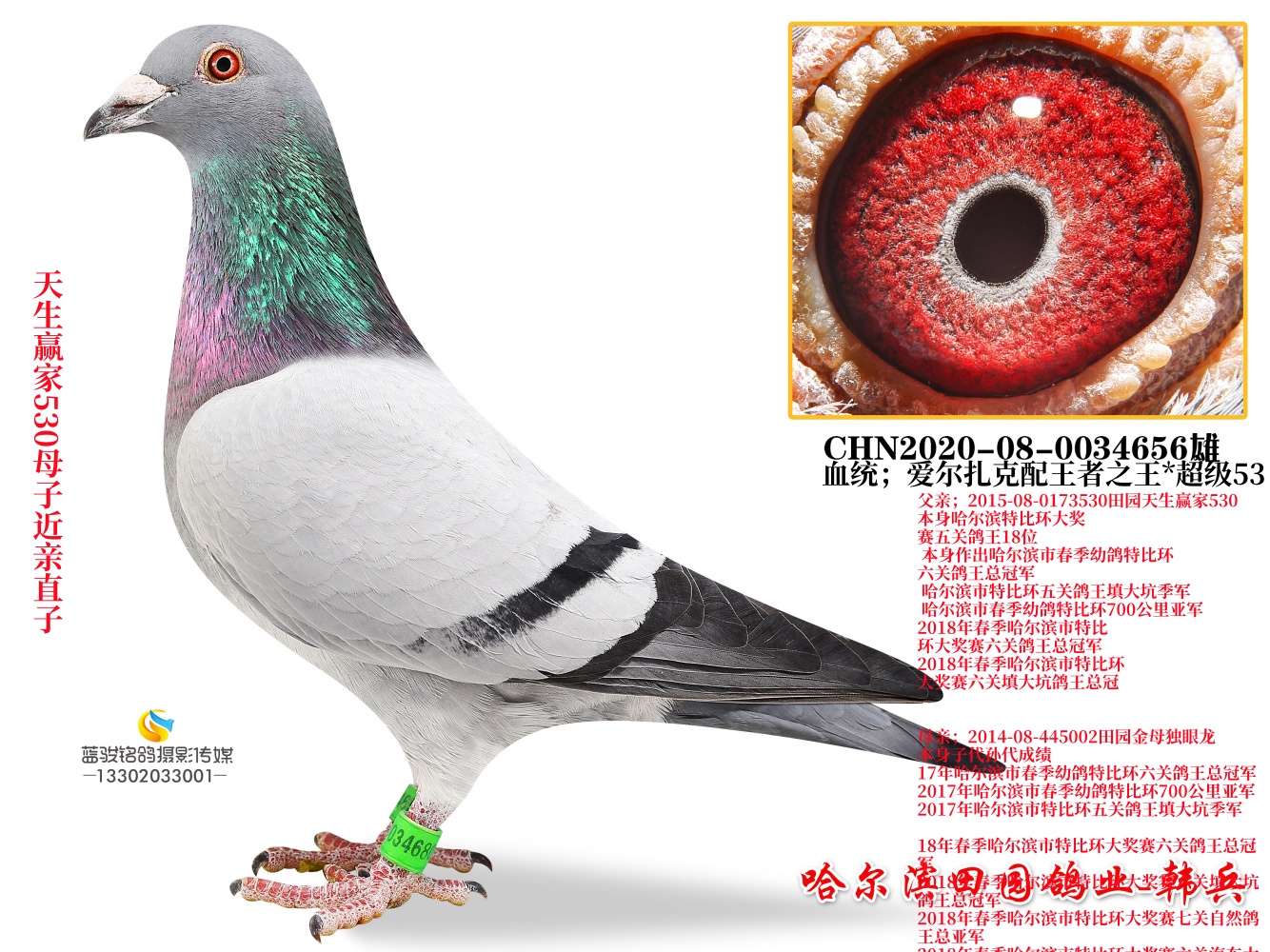 ����Ӯ��530����ֱ��