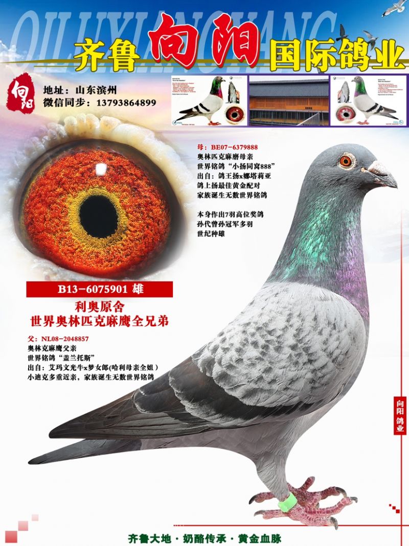 ����ԭ����ӥȫ�ֵ�