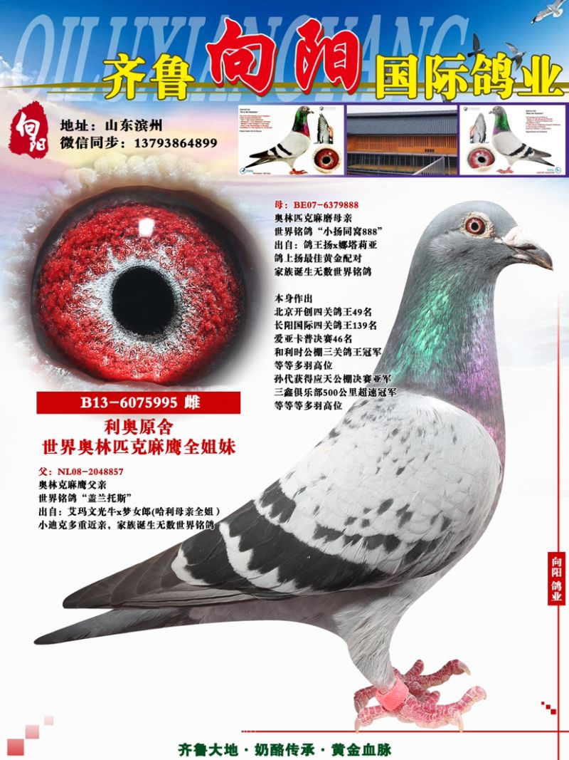 ����ԭ����ӥȫ����