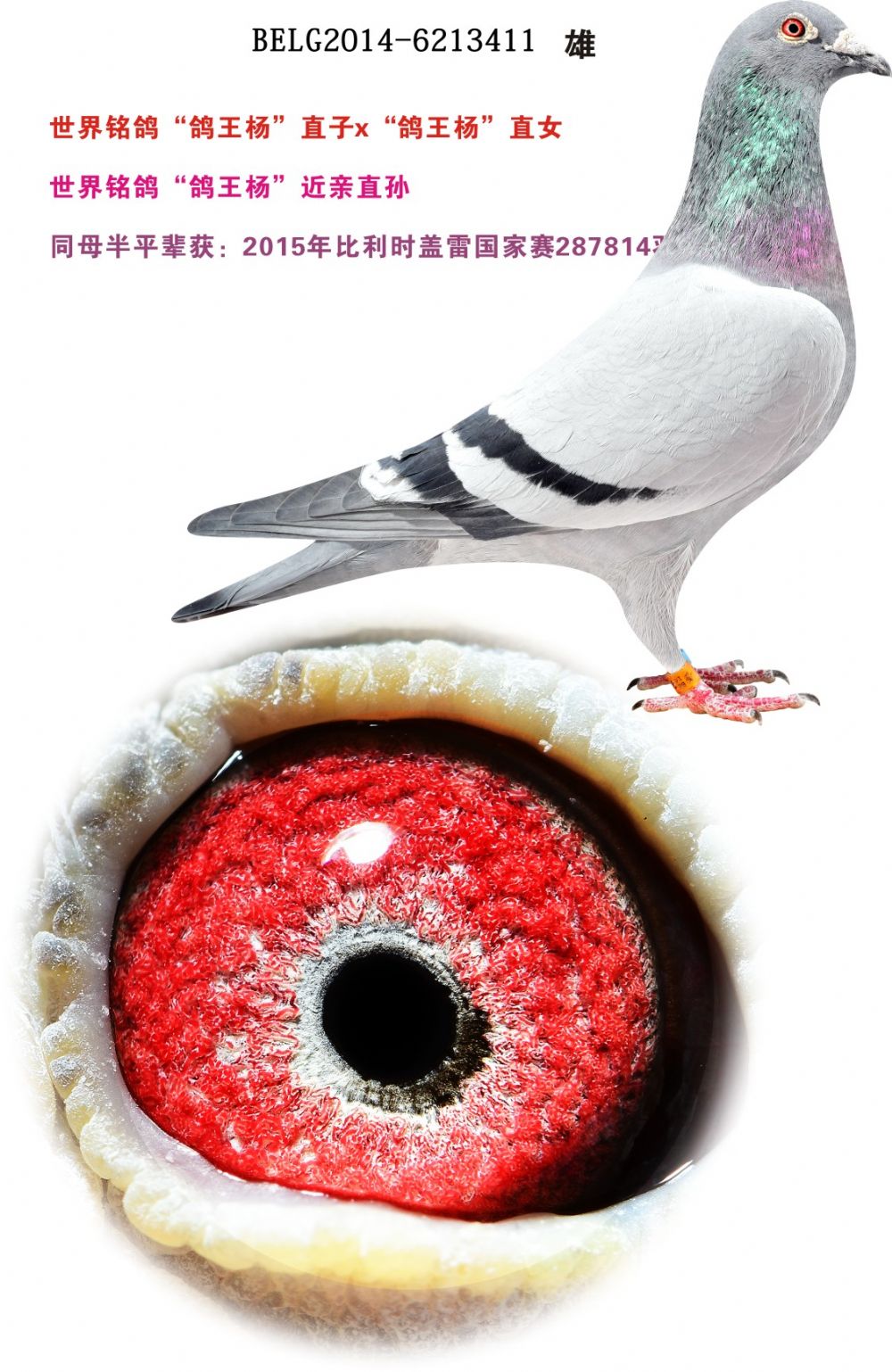 �����������