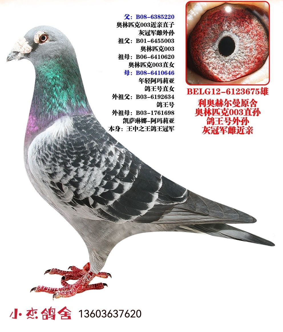 ���Wԭ��003�O