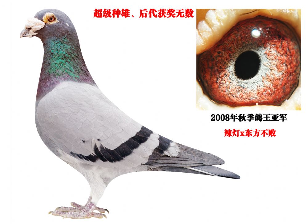 �ϸ����Ǿ�