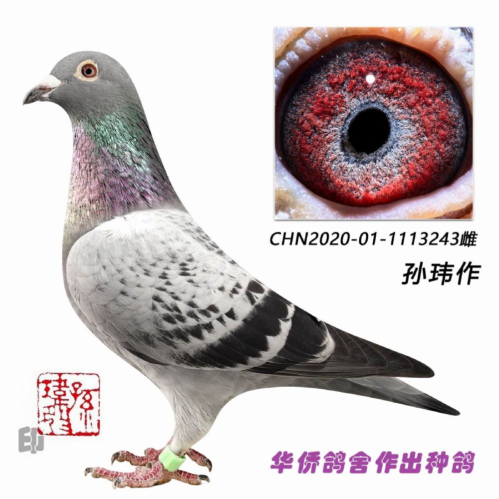 ������ղɭϵ�����ָ�1113243��