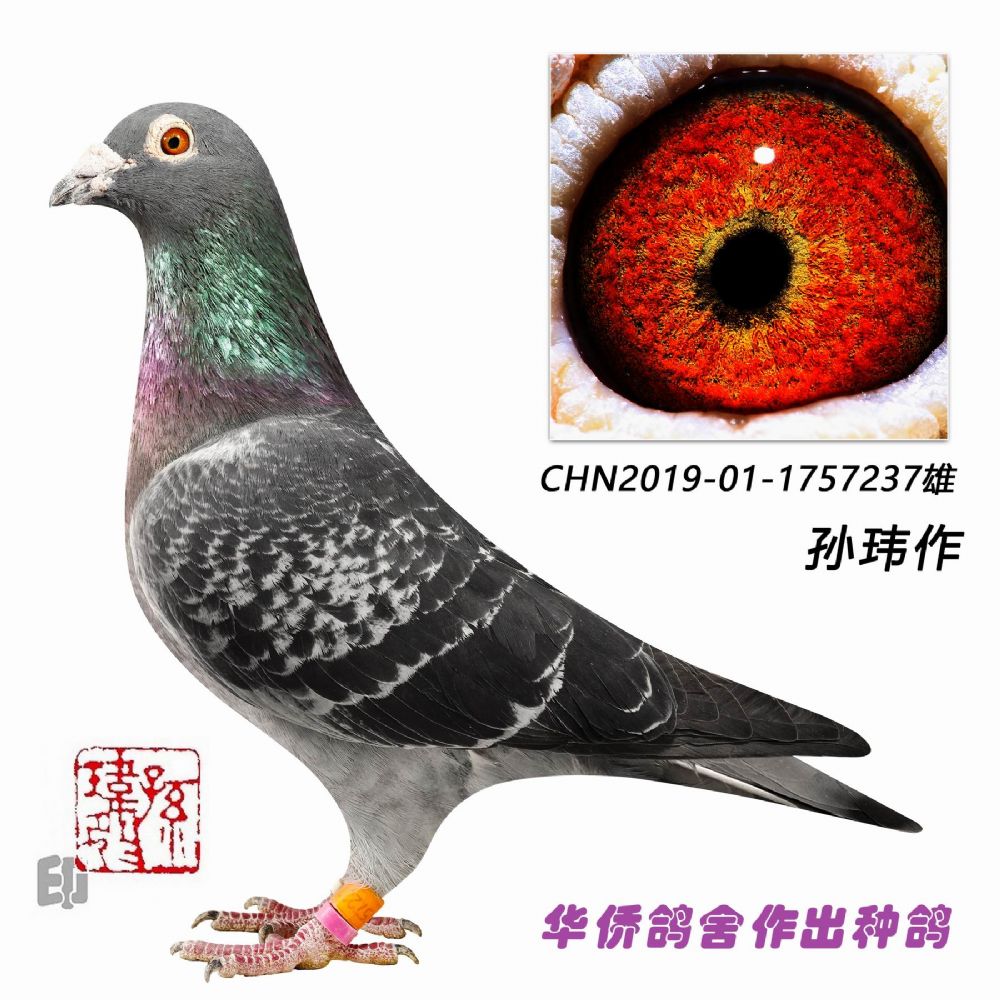 ղɭ019ϵ��Ѫ�ָ�-1757237��