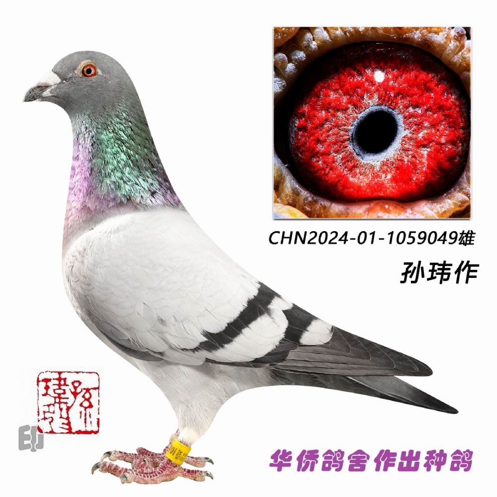 ����������ɫ����-1059049��