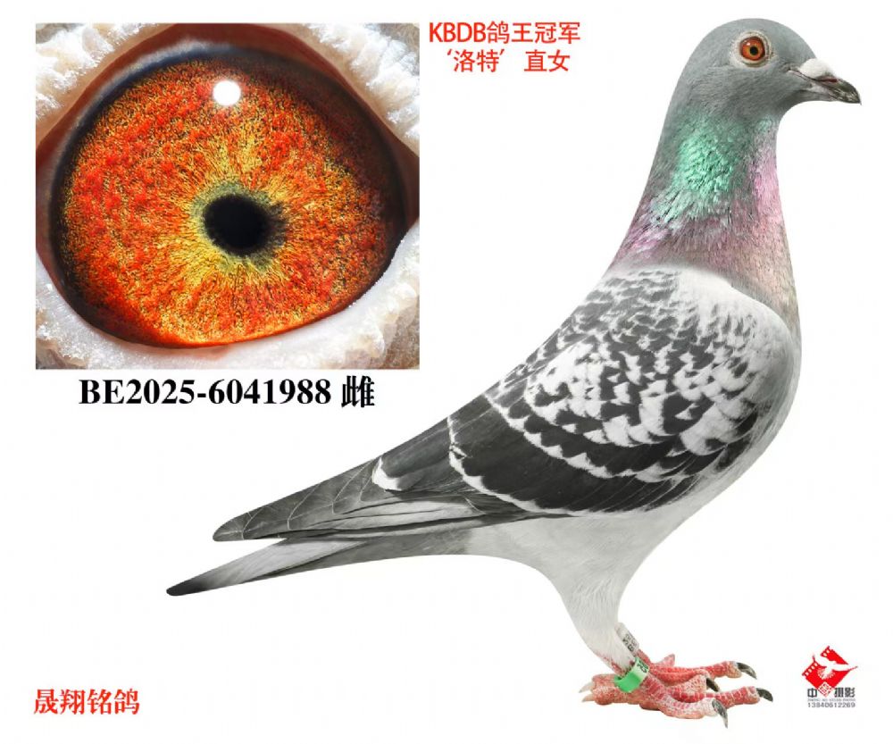 KBDB�����ھ������ء�ֱŮ