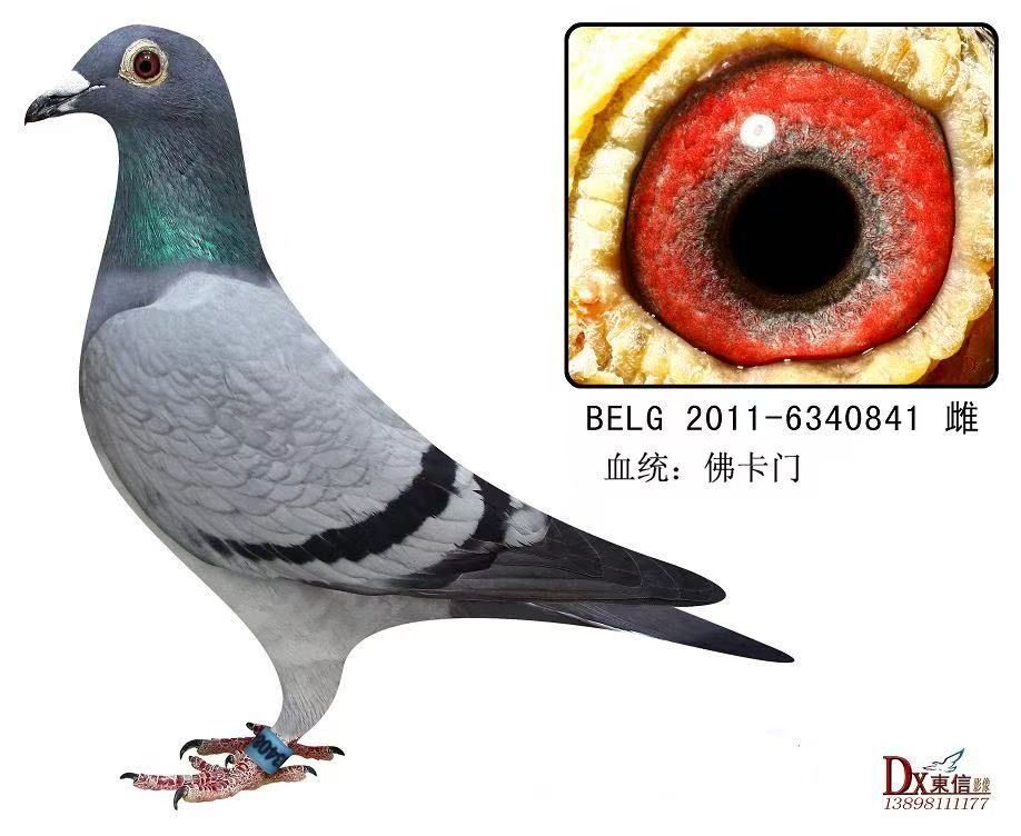 ����841��ĸ