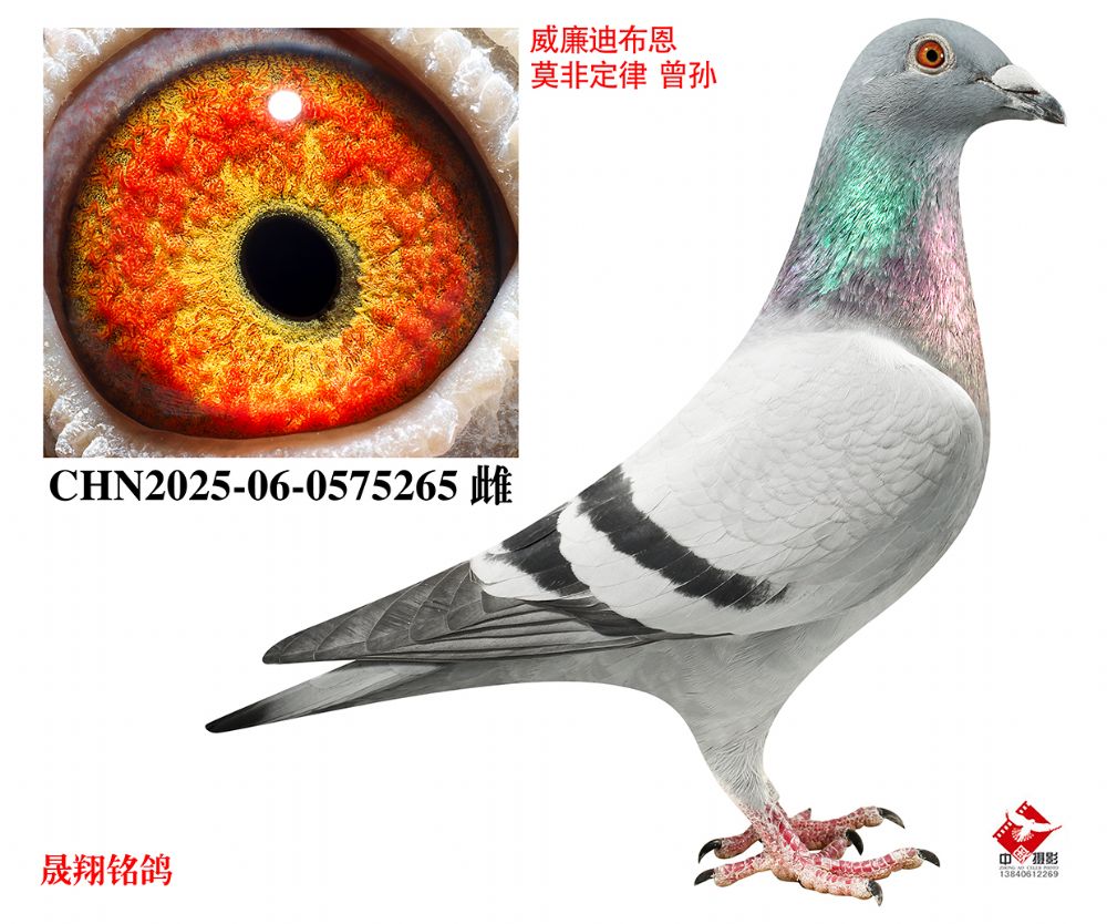 �ϲ�����Ī�Ƕ��ɡ�����