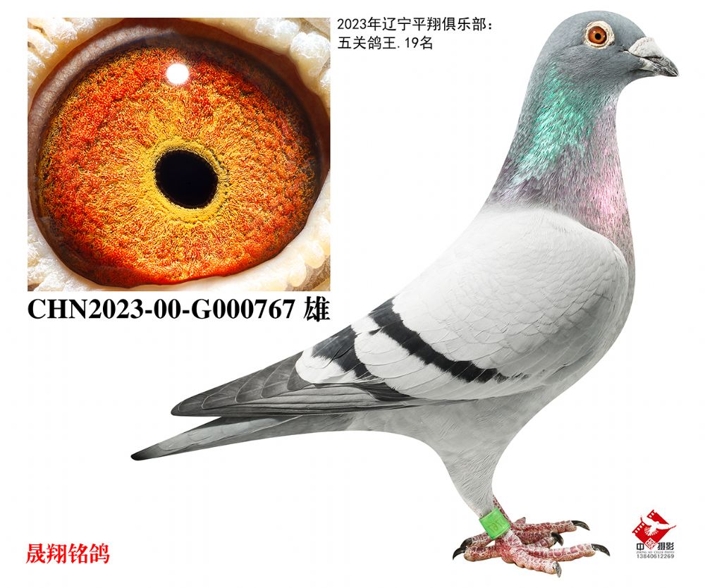 ��ƽ�����19λ��