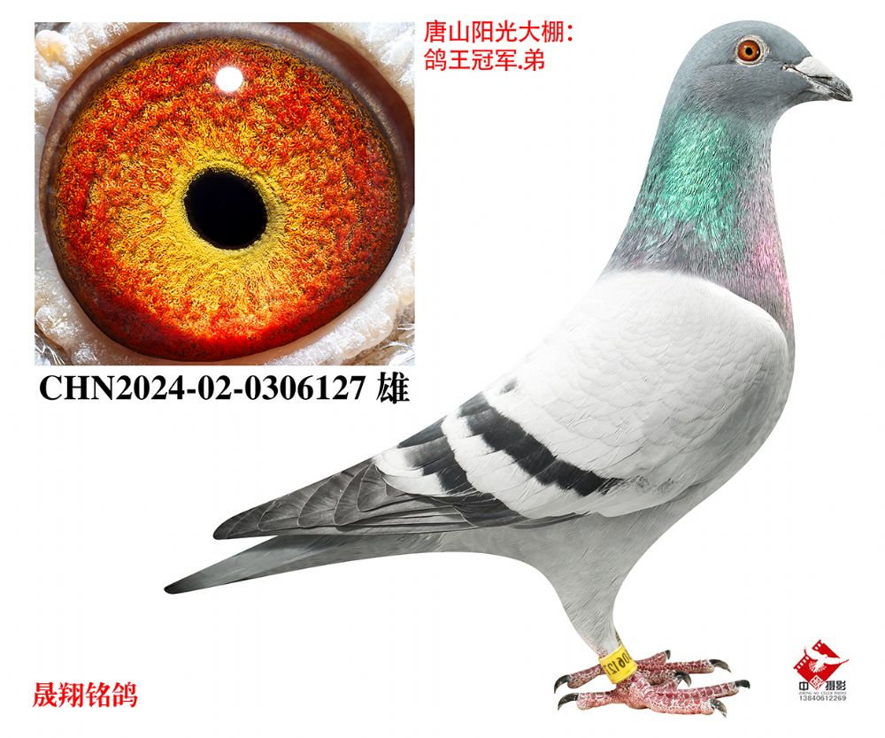 ����������ھ�����