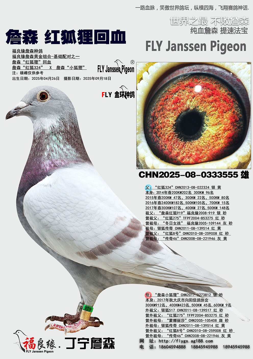 ղɭ������Ѫ