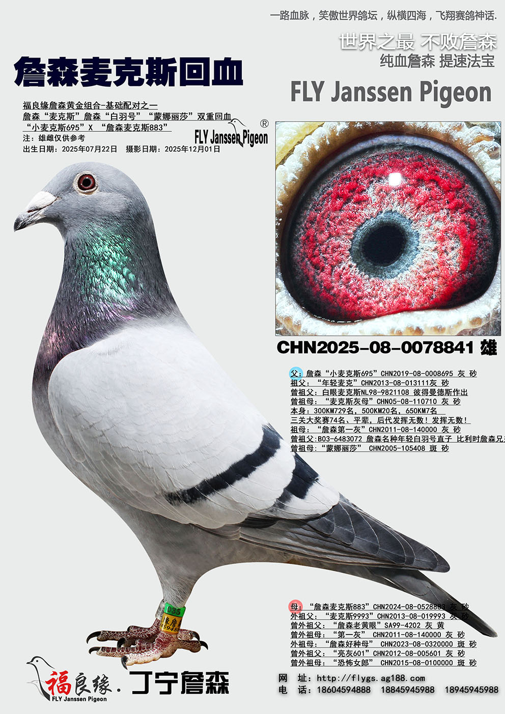 ղɭ���˹��Ѫ