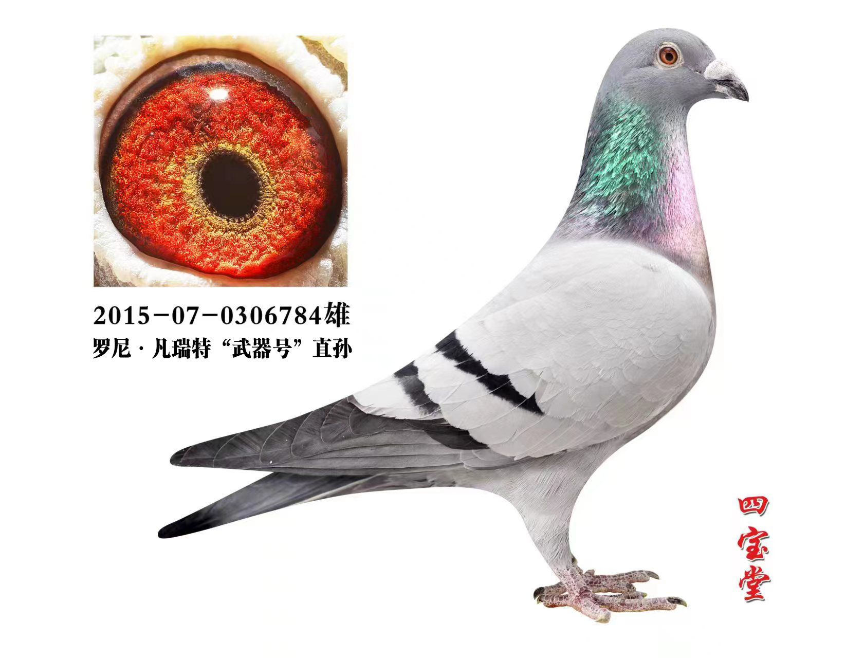 �����������Ž���ֱ��