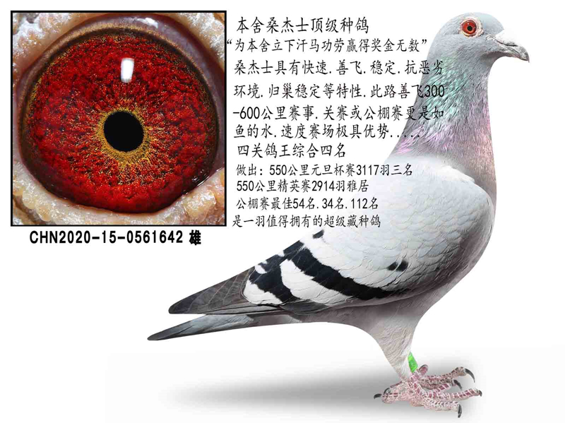 ɣ��ʿ��������