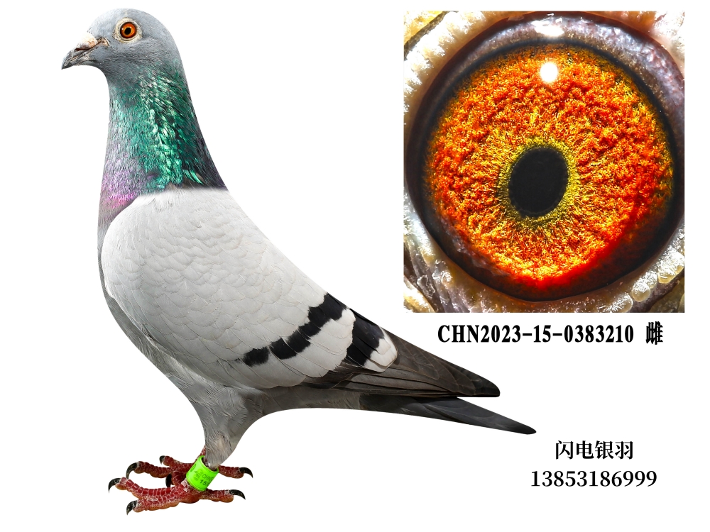 ���ظ����Ǿ�ͬ����ĸ