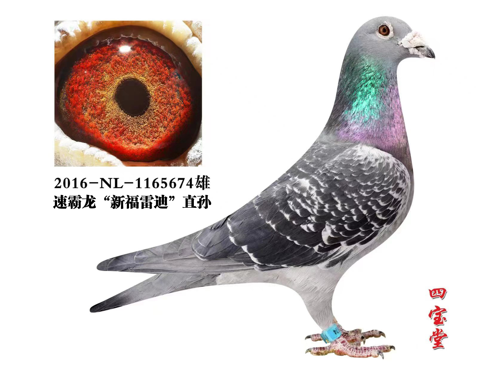 �ٰ����·��׵�ֱ��