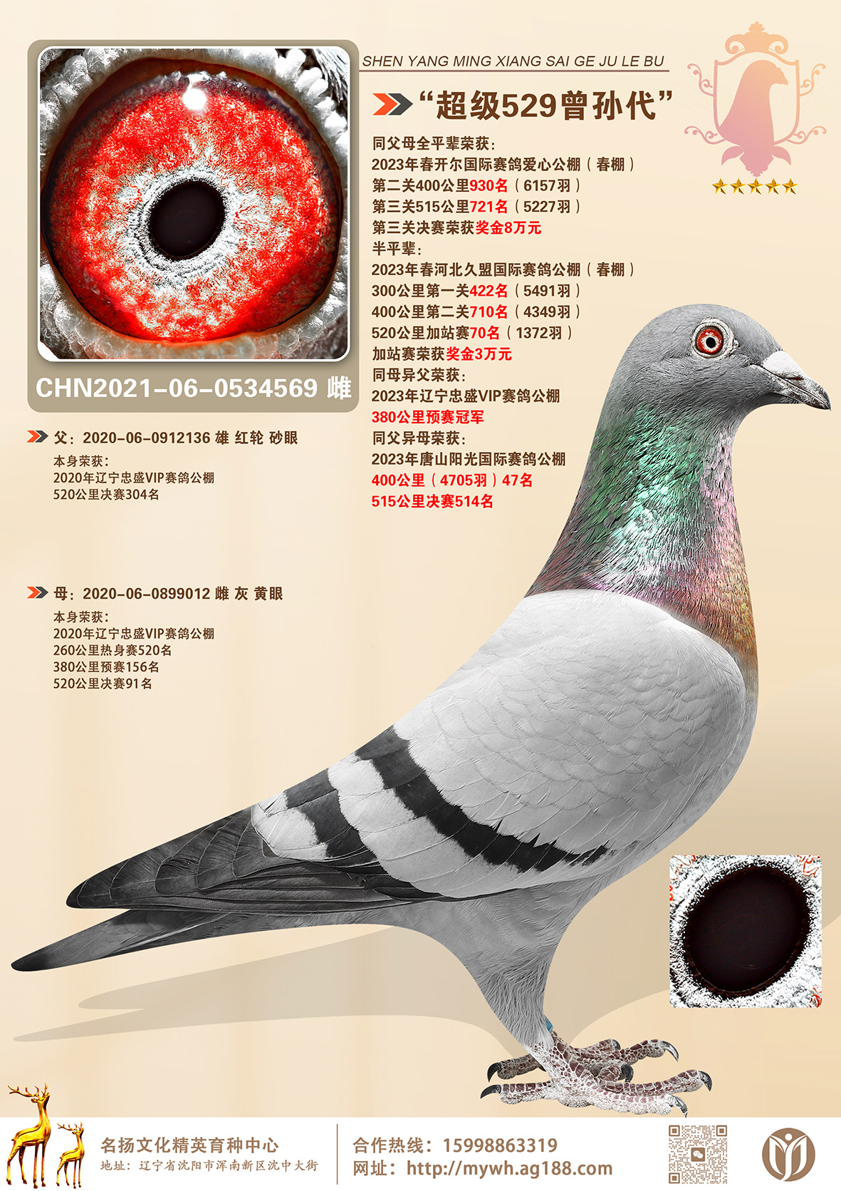 ������529��������߼��ִơ���������