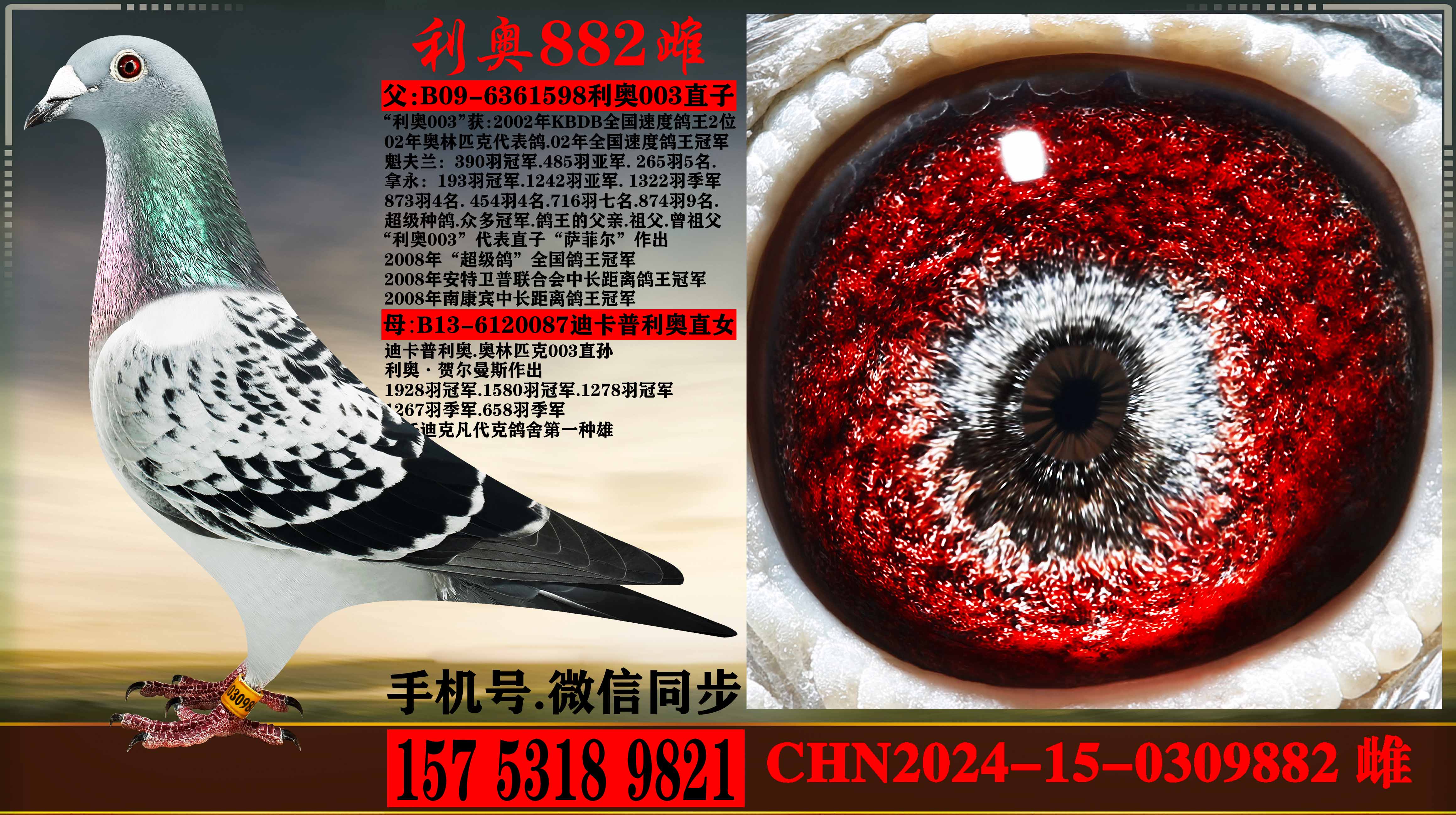 ����ƥ��003ֱ����Ͽ������ֱŮ