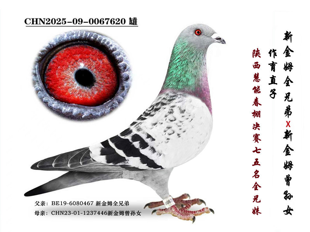 ���½�ķȫ�ֵܡ�ֱ��