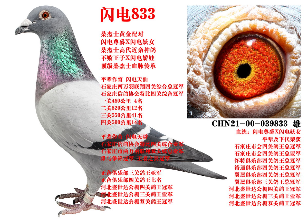 ɣ��ʿ ����833