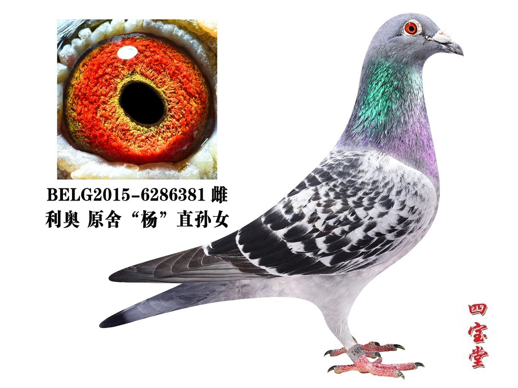 ����ԭ����ֱ��Ů