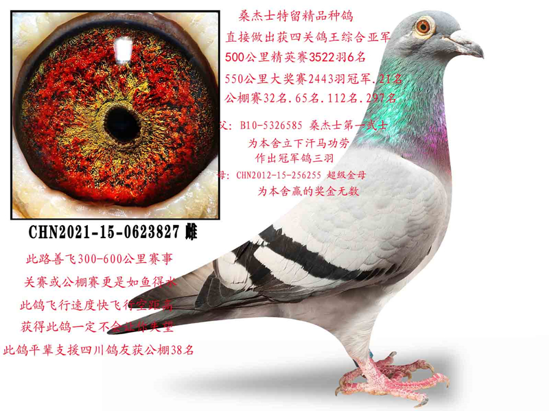 ɣ��ʿ������ĸ