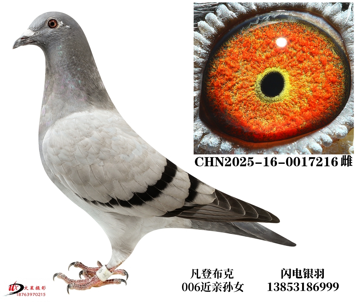 �Ͽˡ����ǲ���006����