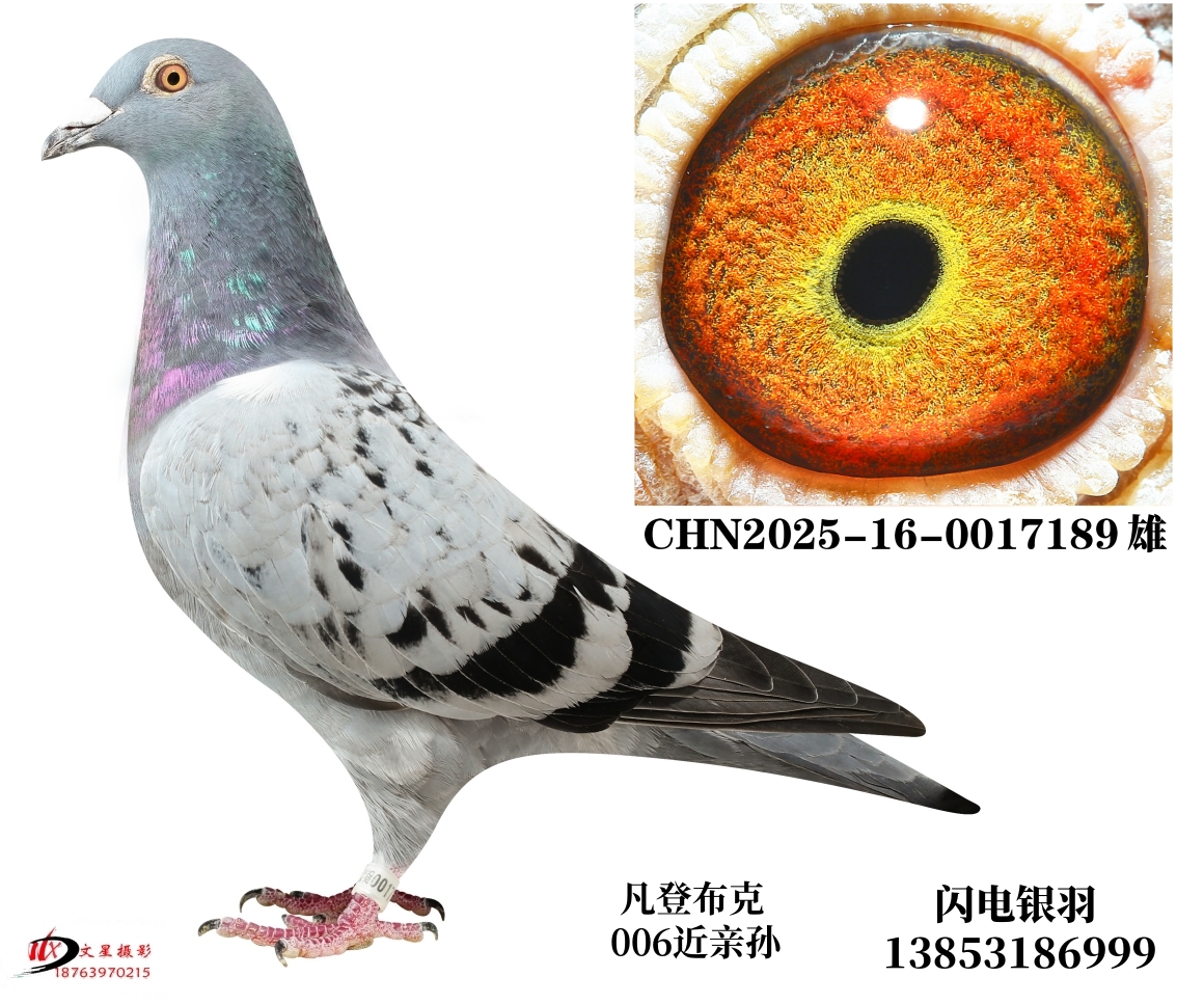 �Ͽˡ����ǲ���006����