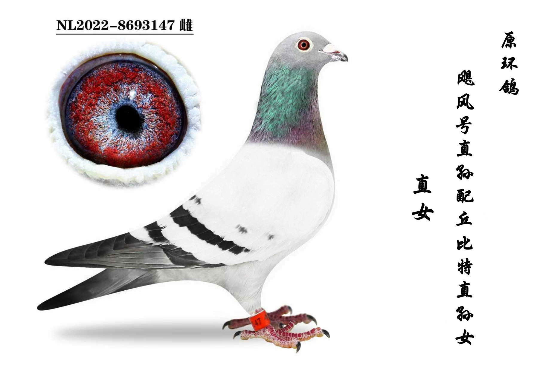 쫷������Ů(�����������Ů)