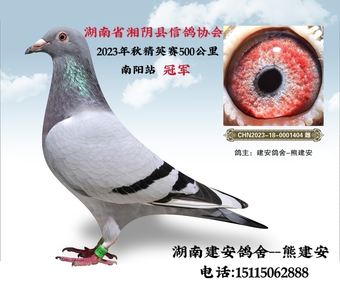 ��ꎿh�����f(xi��)��2023�꾫Ӣِ��܊