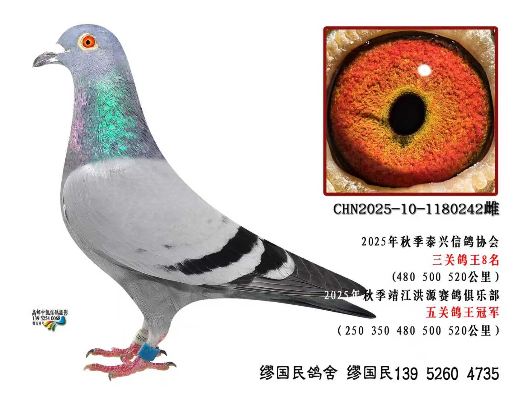 ��ظ����ھ�+���ظ���8��