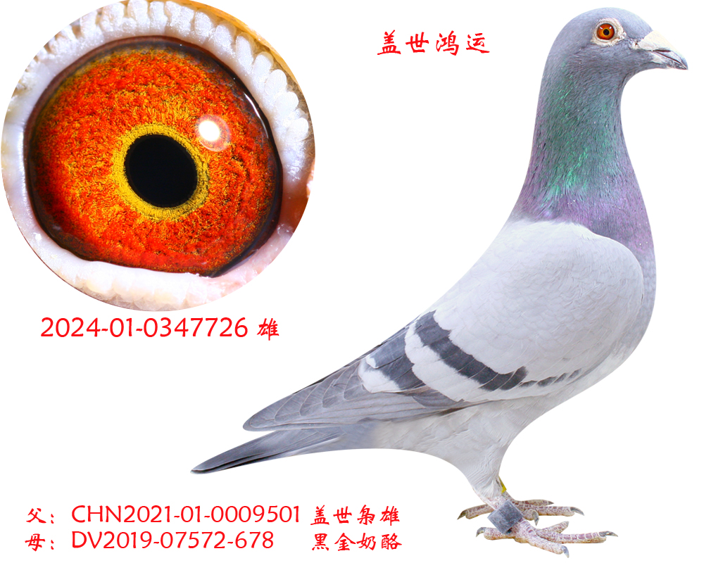 �����߸�������-���������ˡ�