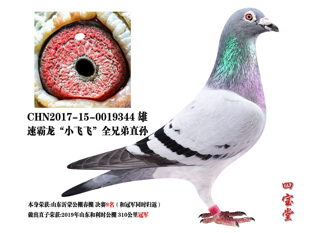 �ٰ���С�ɷ�ȫ�ֵ�ֱ��