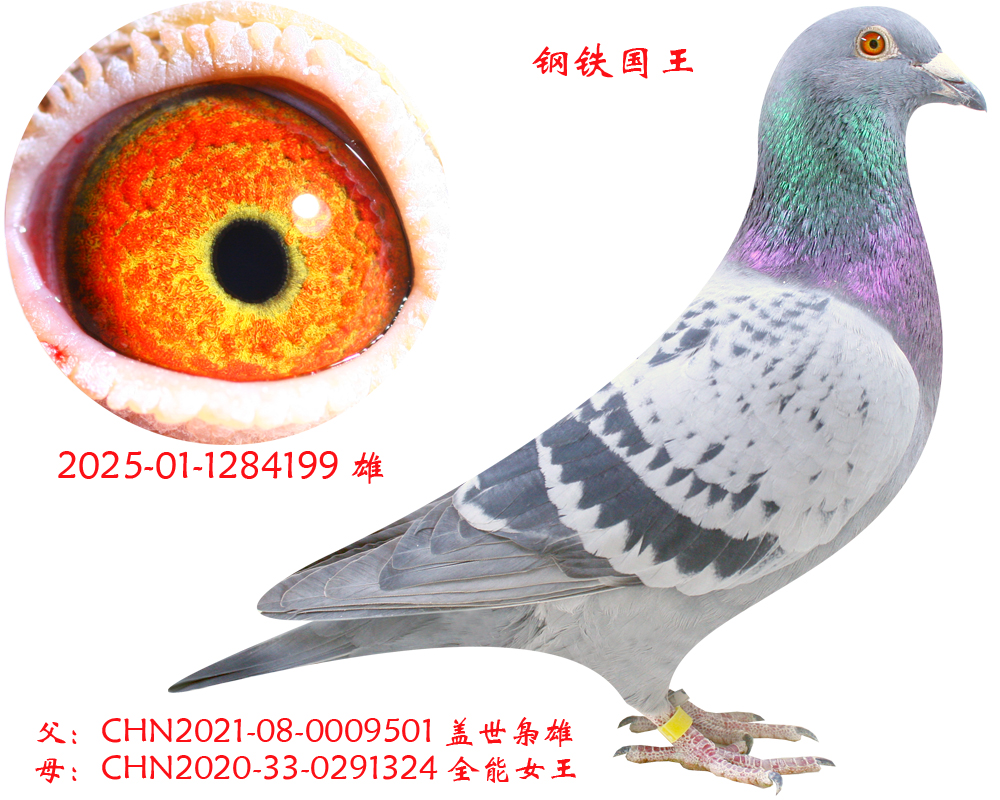 ȫ��Ů��ֱ��-��������