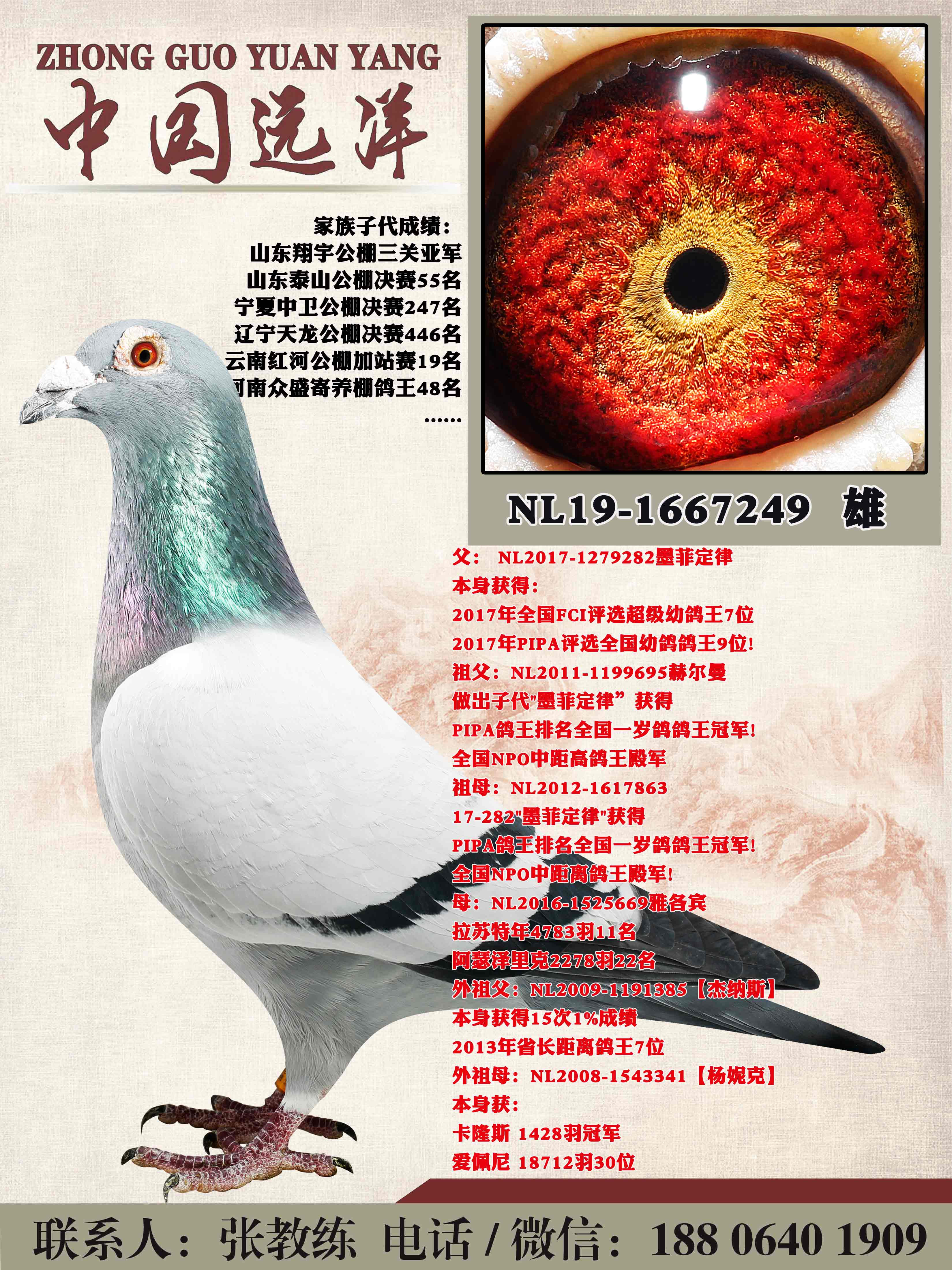 �����ϲ���ī�ƶ���ֱ��