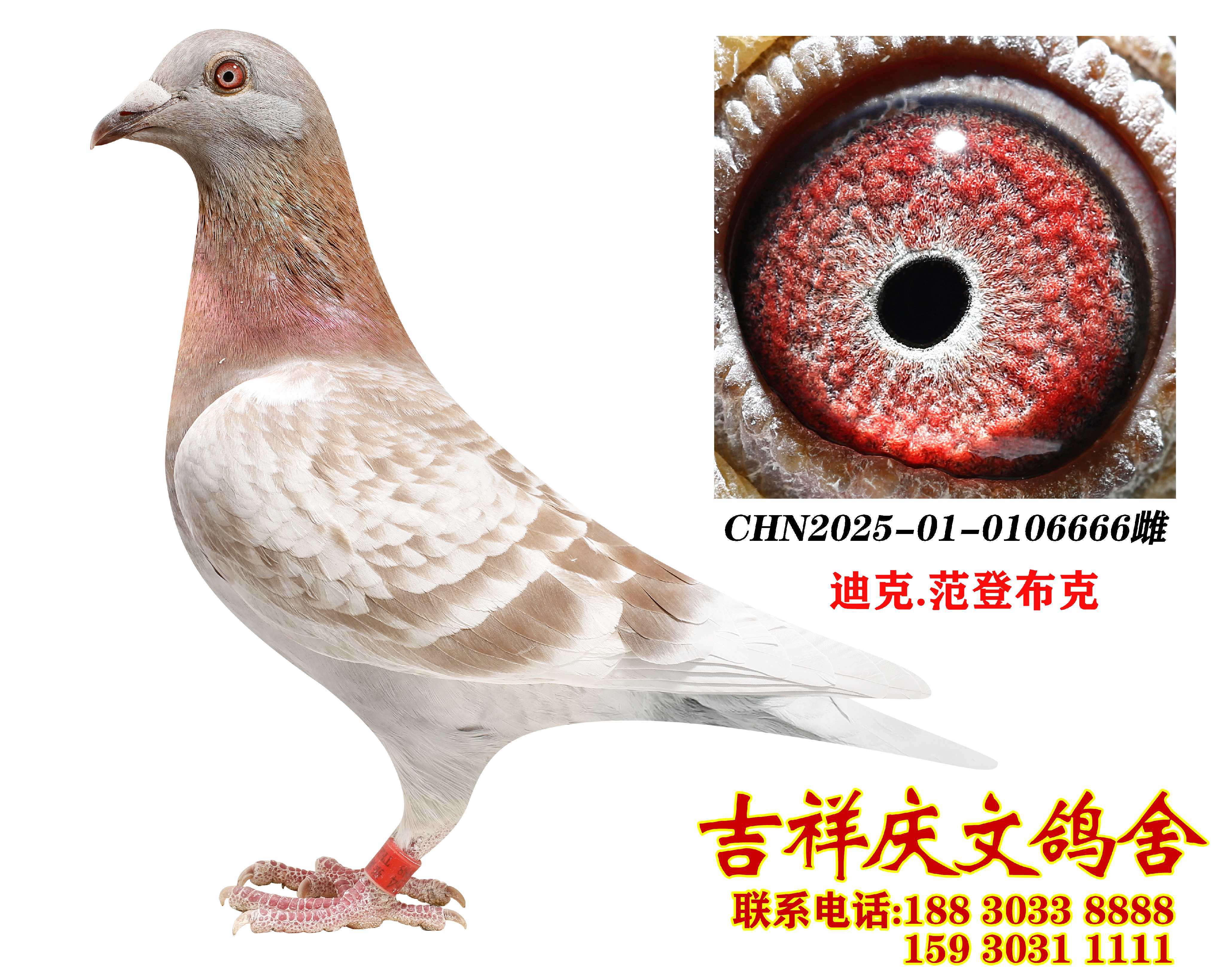 ���ǲ���