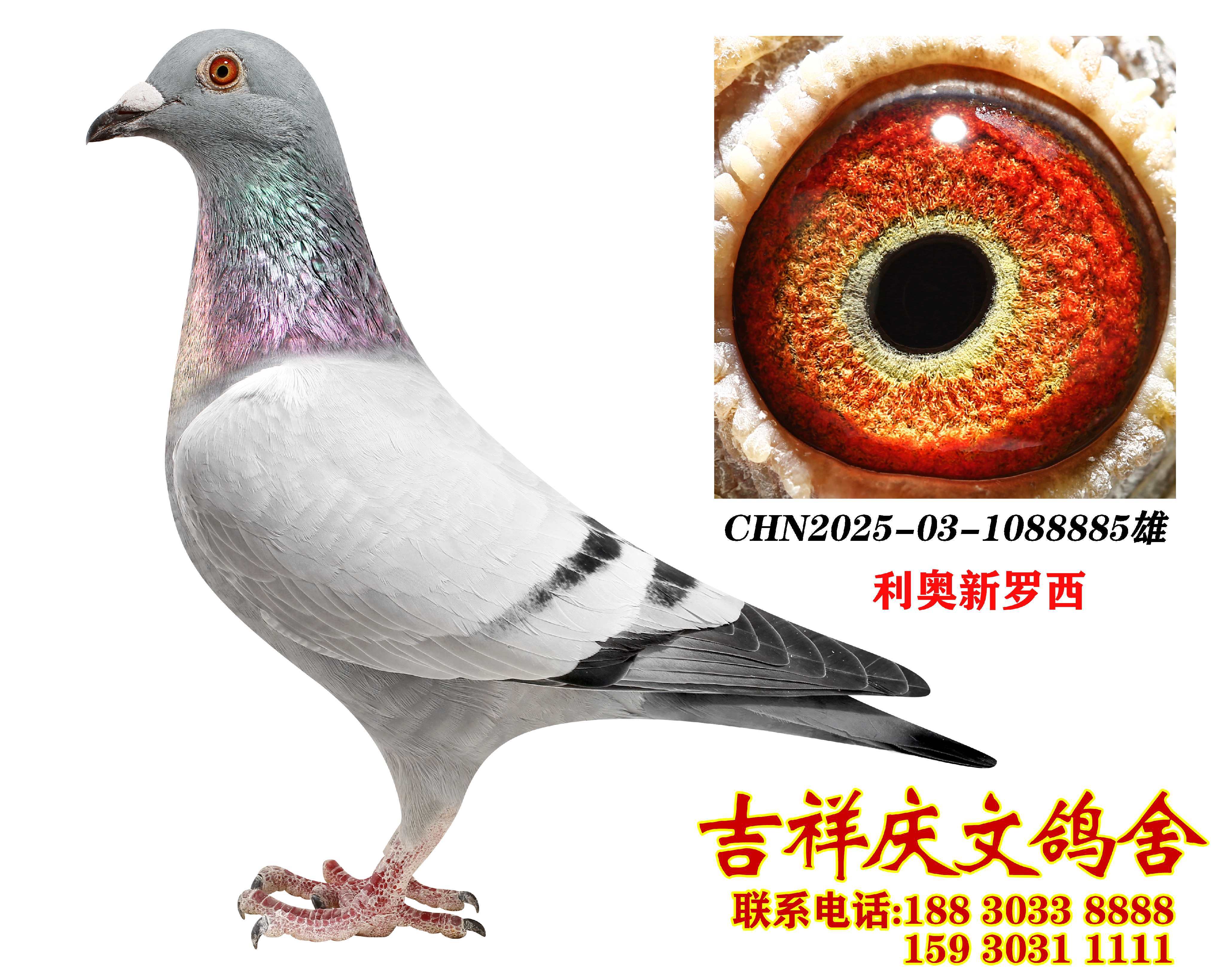 ���W���_��