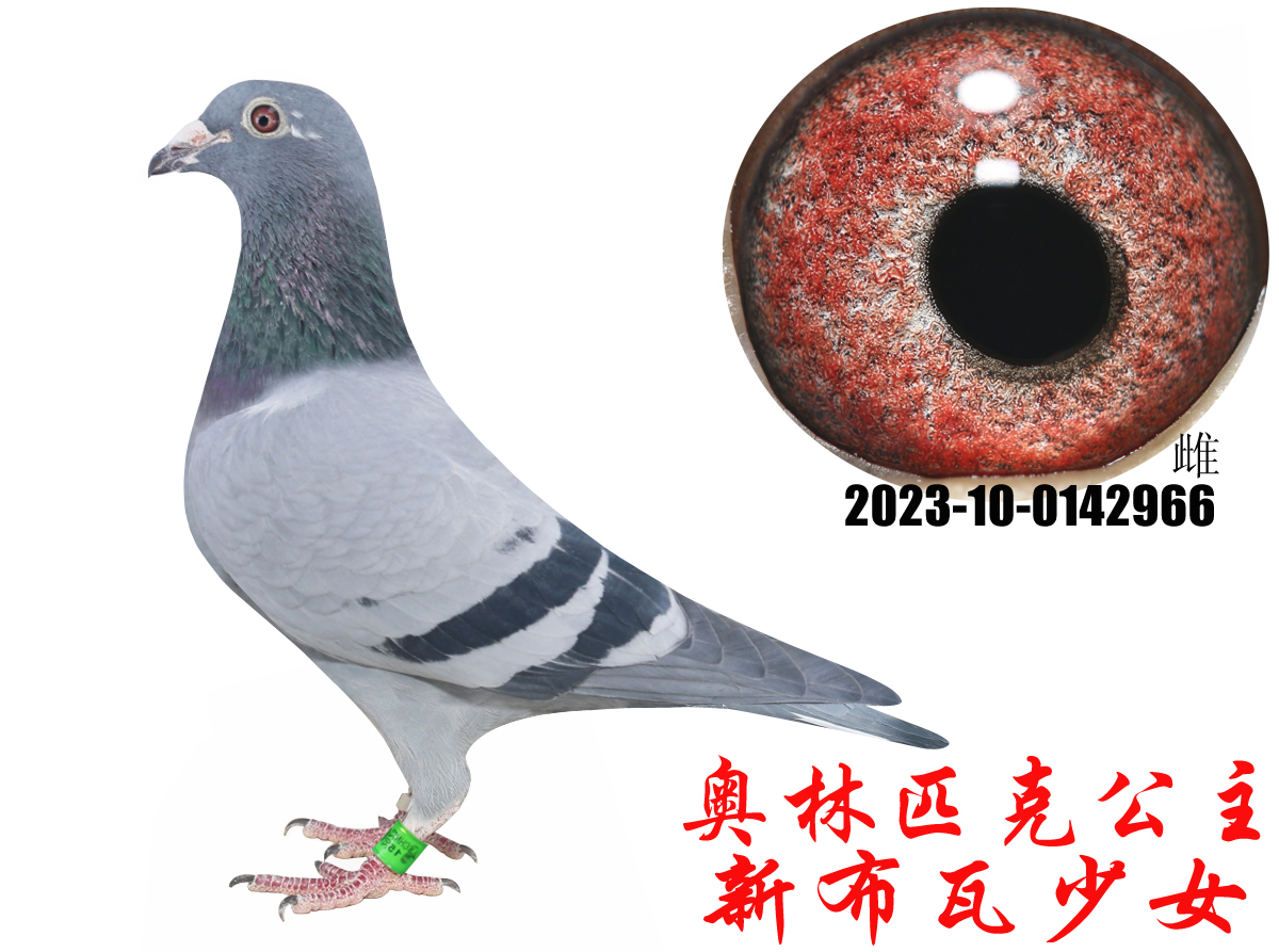 �²�����Ů