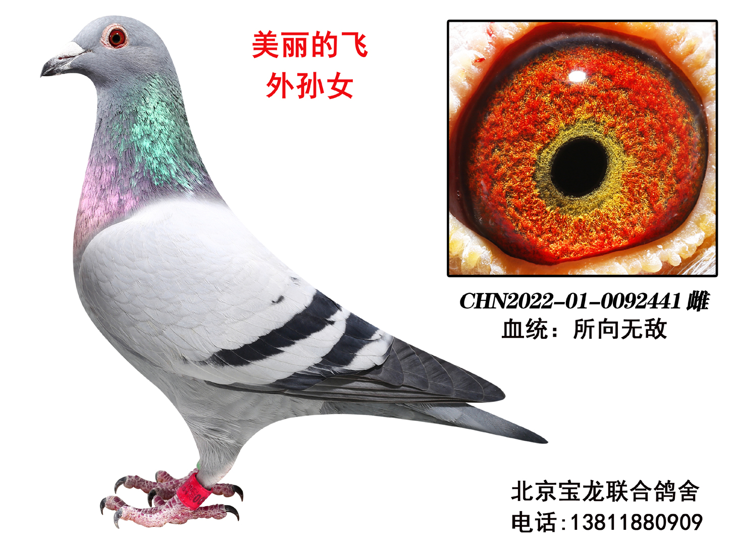 �����ķ�����Ů