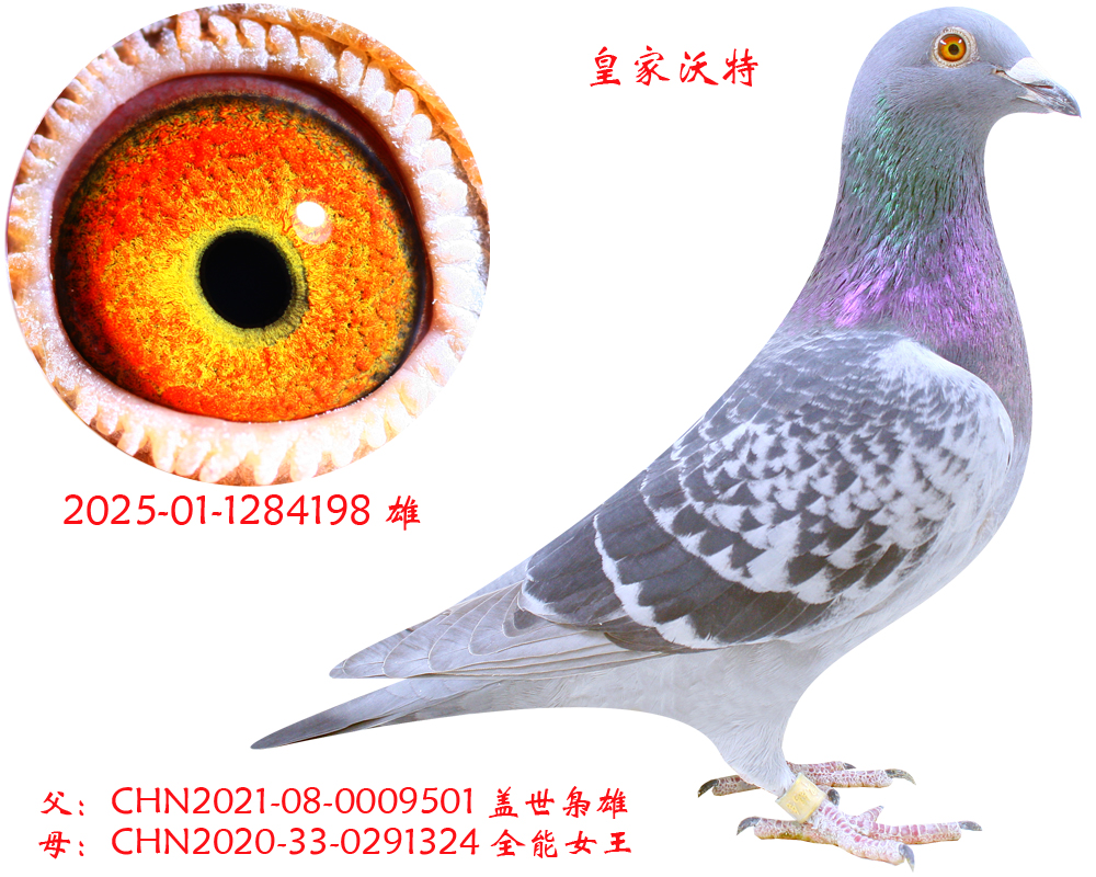 ȫ��Ů��ֱ��-�ʼ�����