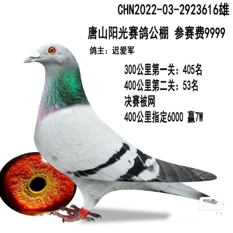 �����ָ�֧Ԯȫ������