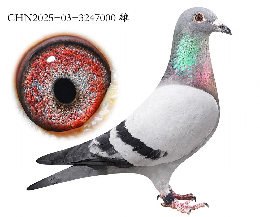 ����������֮��.3247000