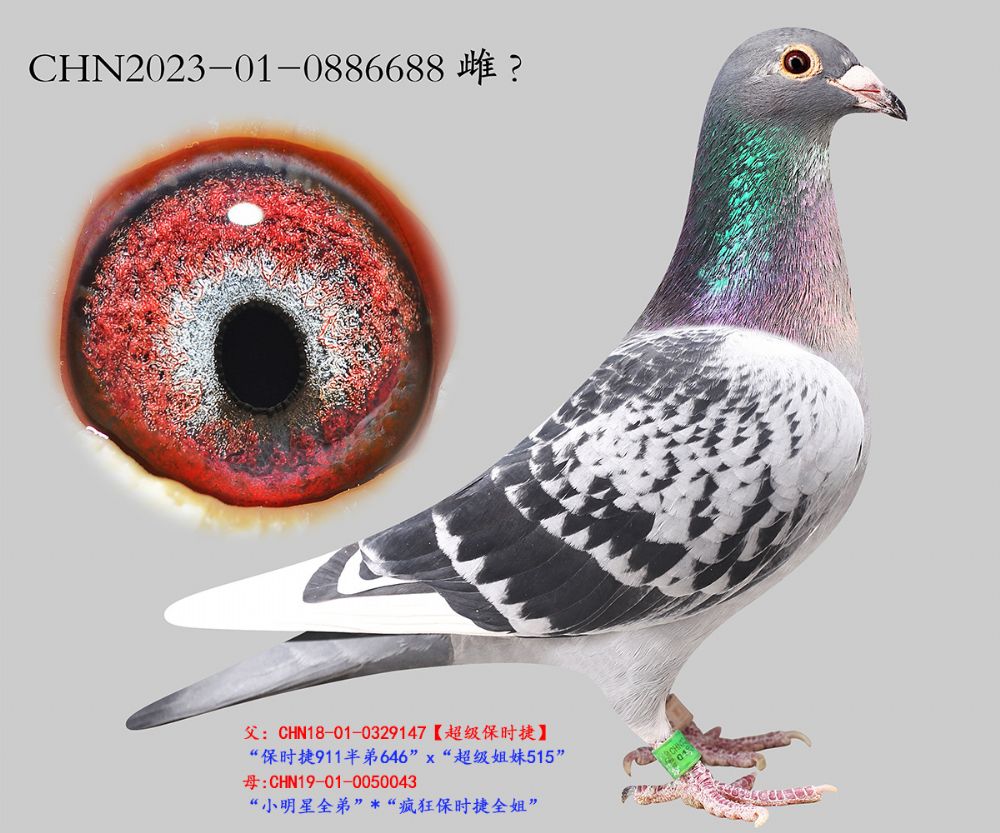 ��ʱ�ݽ�Ѫ.0886688