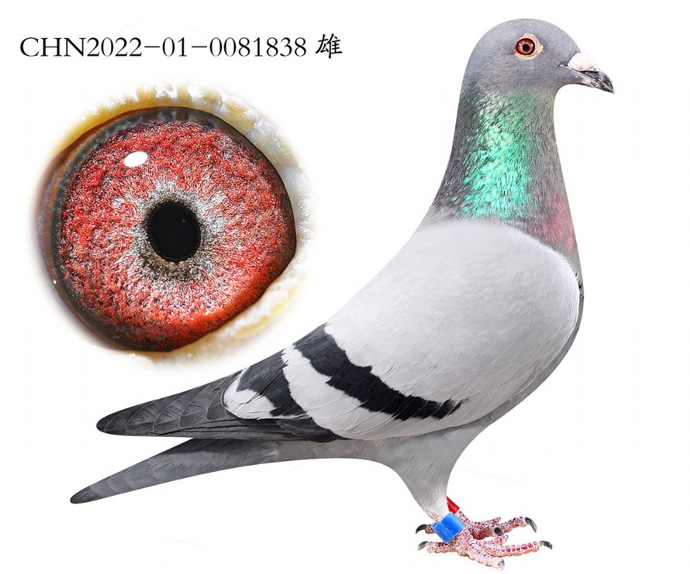 ������ʱ��ֱ��.0081838