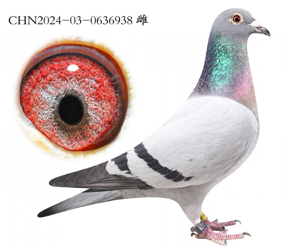 ����ְҵ�ŶӲ�����.0636938